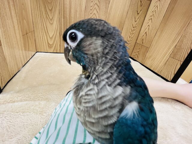 ホオミドリウロコインコ
