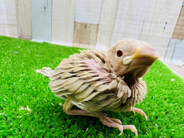 シナモン文鳥