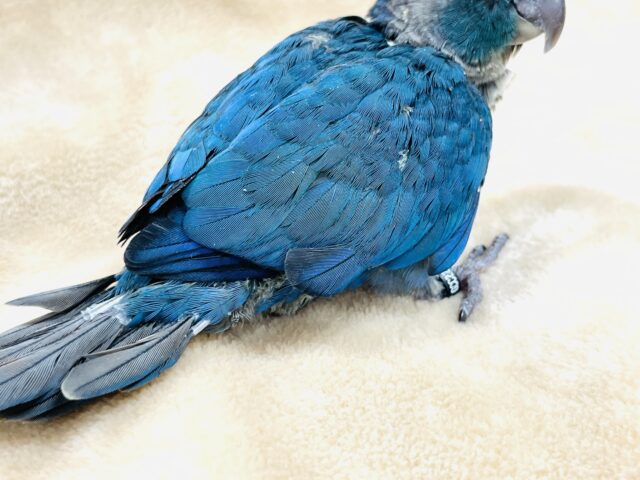 ホオミドリウロコインコ