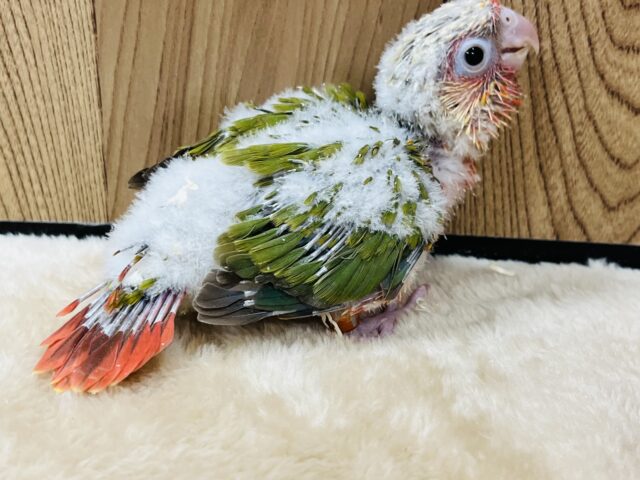 ホオミドリウロコインコ