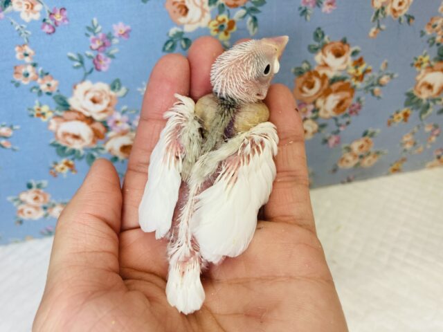 桜文鳥 / 白文鳥