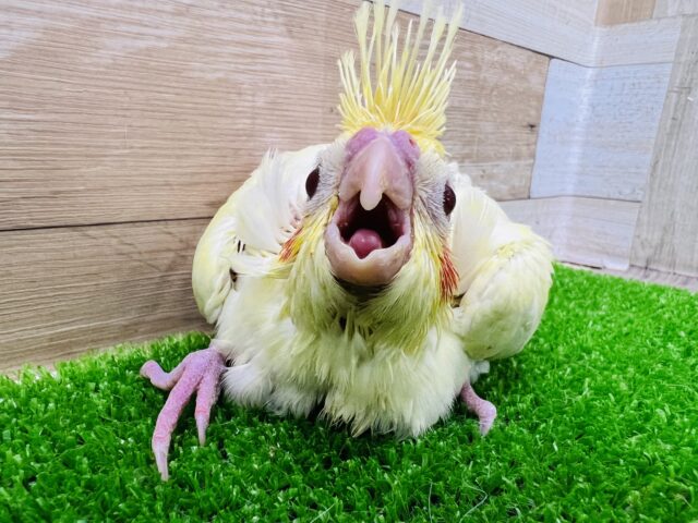 オカメインコ
