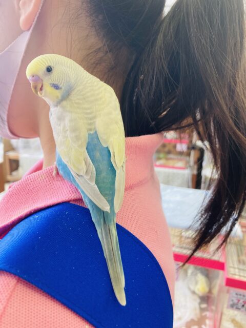 セキセイインコ