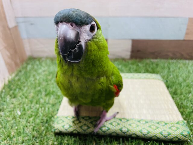 コミドリコンゴウインコ