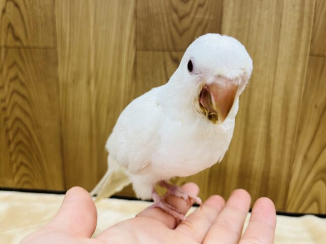 【動画更新🪄とってもお利口さん☆】天使みたい♡かわいすぎるオキナインコ(アルビノ)ヒナ オキナインコ