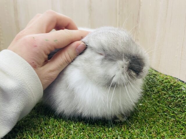 ロップイヤーラビット