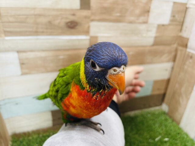 ゴシキセイガイインコ