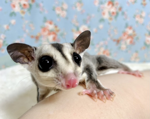 フクロモモンガ