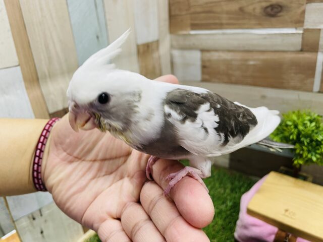 オカメインコ
