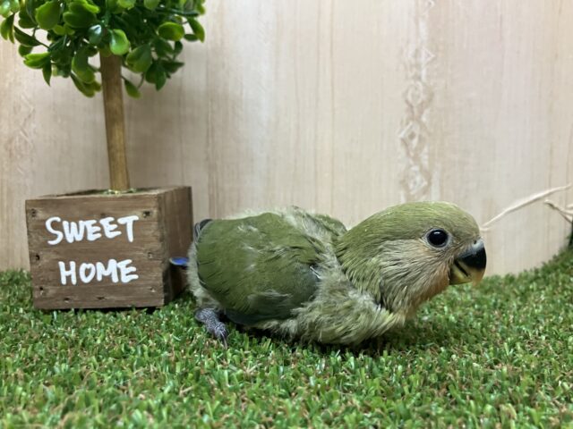 コザクラインコ（小桜インコ）