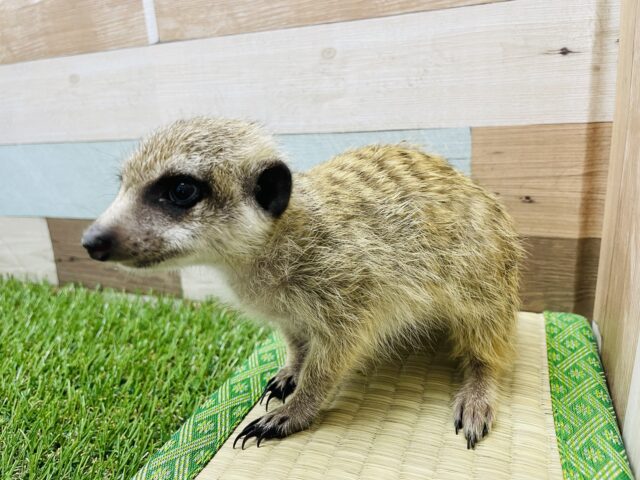 ミーアキャット