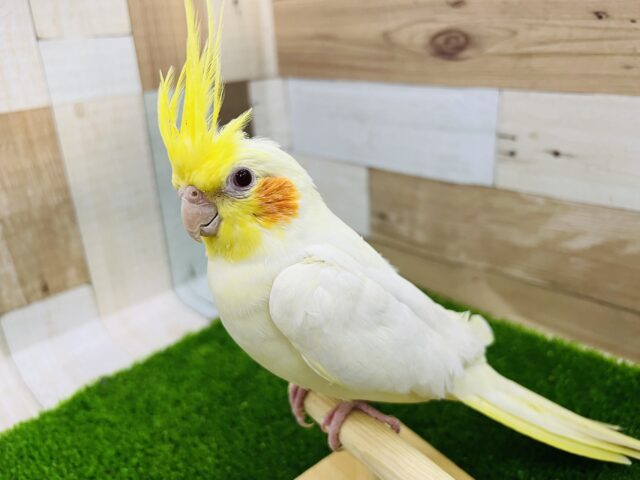 オカメインコ