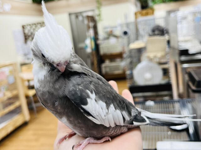 オカメインコ
