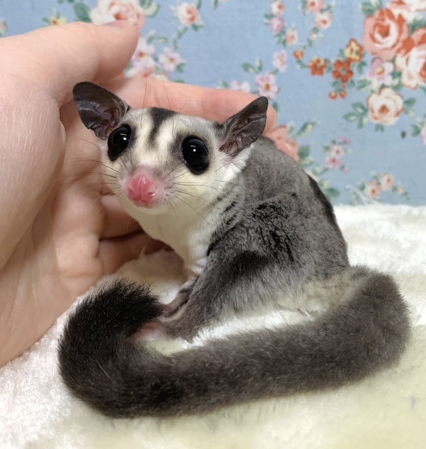 フクロモモンガ