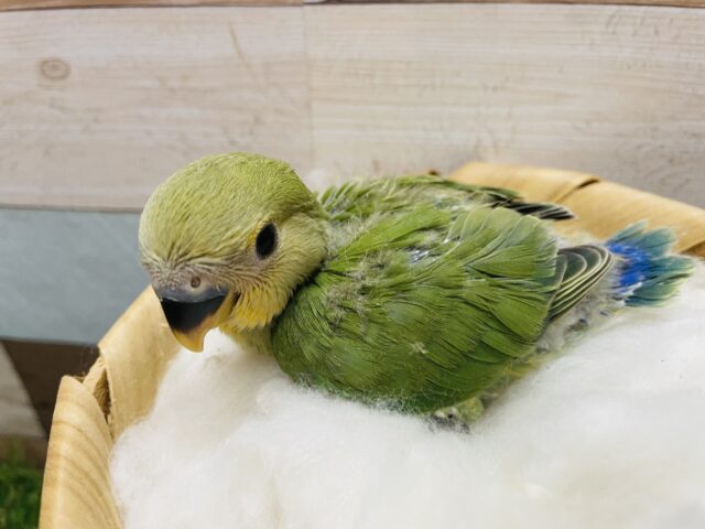 コザクラインコ（小桜インコ）