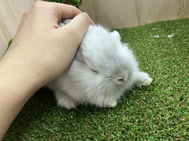 ライオンラビット