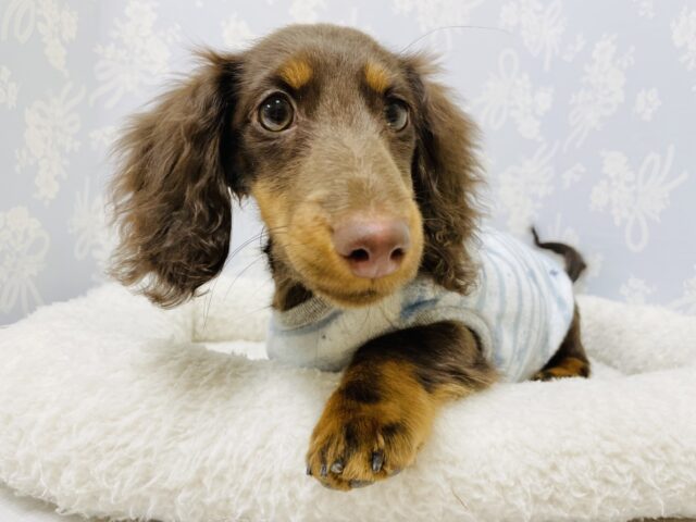 ミニチュアダックス