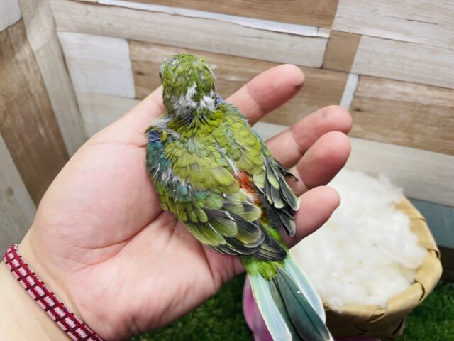 ビセイインコ（美声インコ）