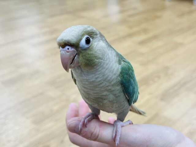 ホオミドリウロコインコ