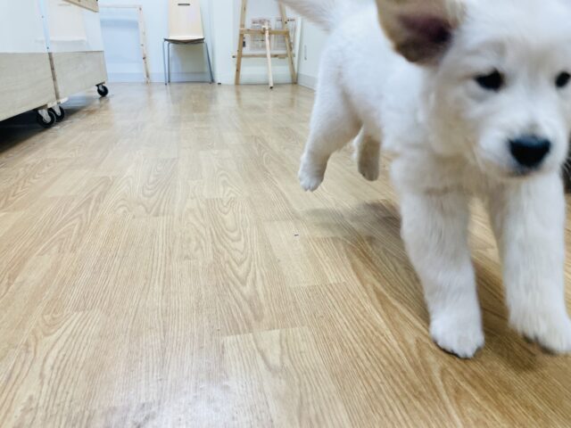 ゴールデンレトリバー