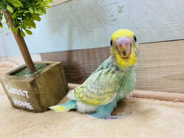 セキセイインコ