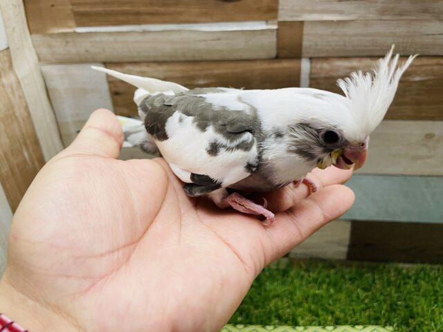 オカメインコ