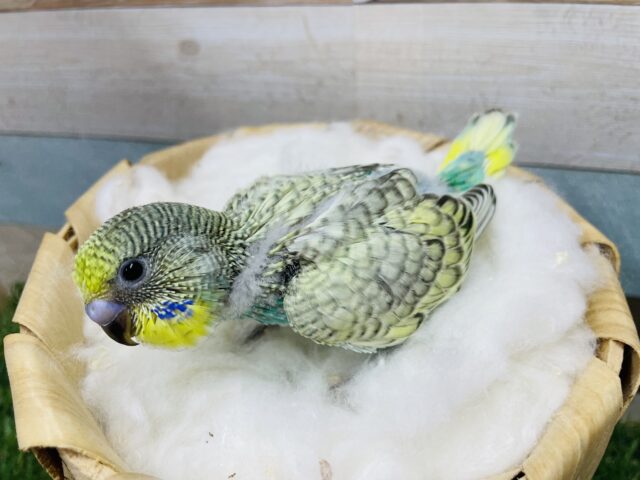 セキセイインコ