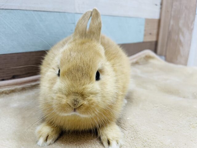 ネザーランドドワーフ