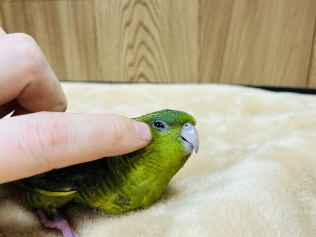 サザナミインコ