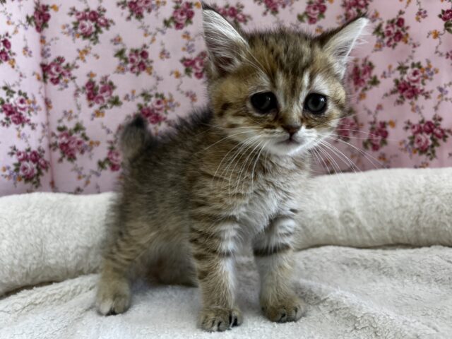 きゅん❤️なミヌエットちゃんいますよ✨️ ミヌエット