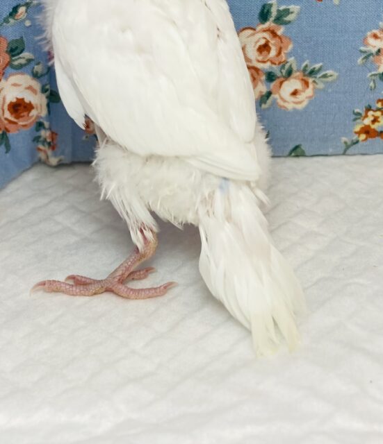 純白ホワイト❤︎人気の!ダブルファクターさん入舎です🤍🖤 セキセイインコ