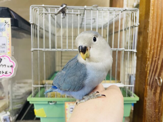 コザクラインコ（小桜インコ）