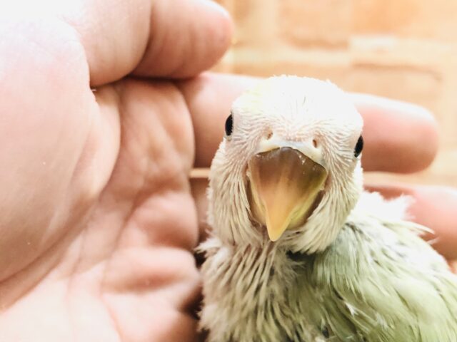 コザクラインコ（小桜インコ）