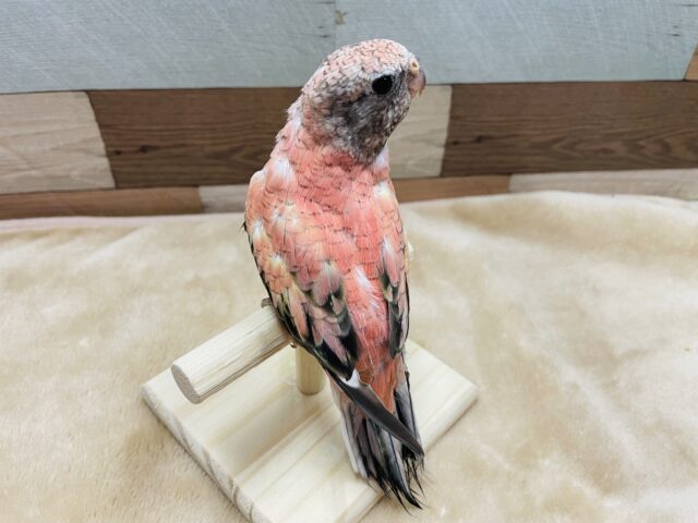 最新画像あります☆ヒナ餌卒業のロゼちゃんです♪アキクサインコのローズ! アキクサインコ(秋草インコ)