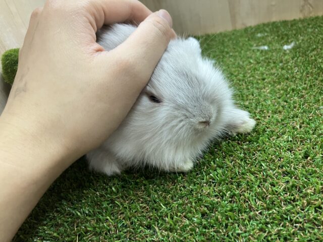 ライオンラビット