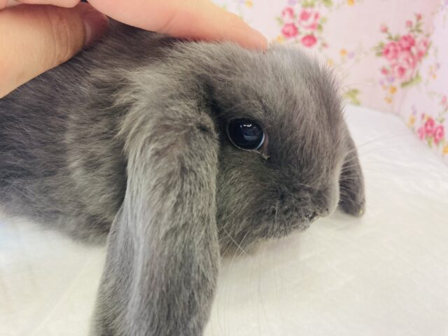 ロップイヤーラビット