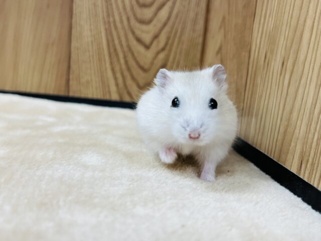 ドワーフハムスターの1種