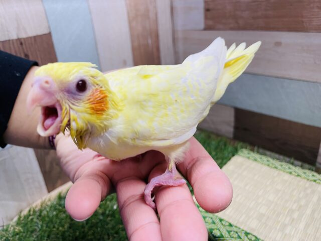 オカメインコ
