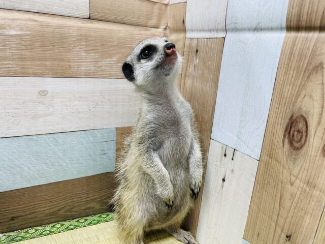 ミーアキャット