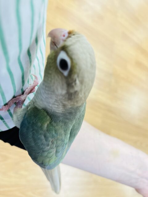 ホオミドリウロコインコ