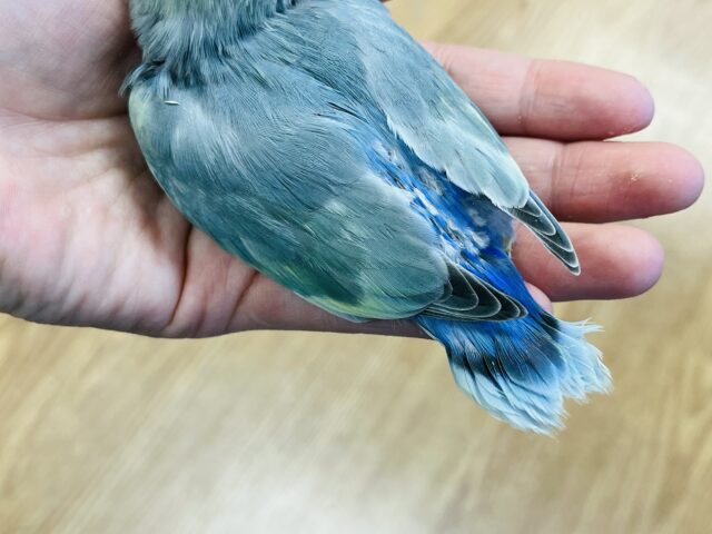 コザクラインコ（小桜インコ）