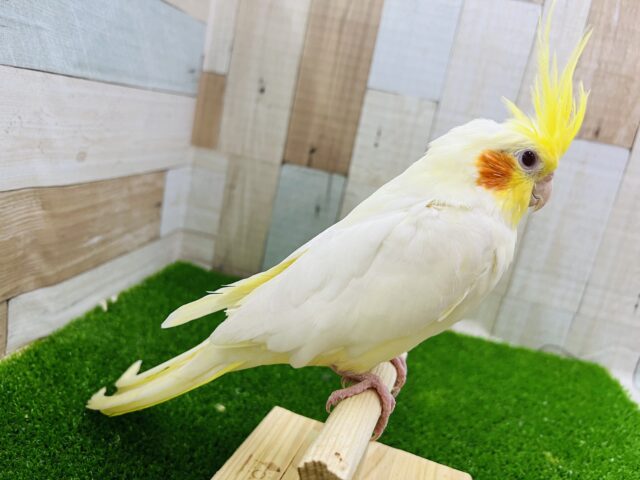 オカメインコ
