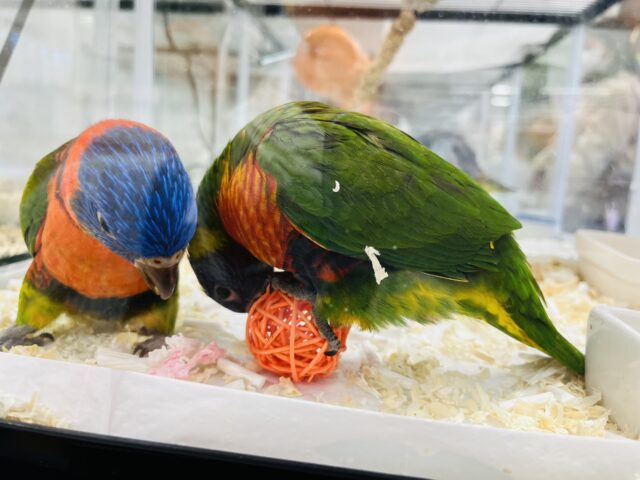 ゴシキセイガイインコ