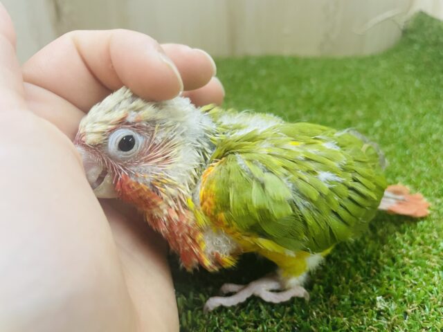 ホオミドリウロコインコ