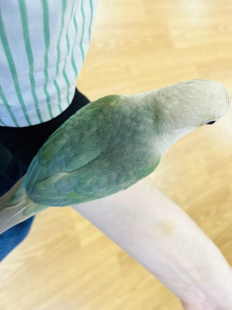 ホオミドリウロコインコ