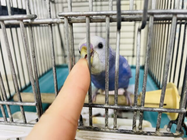 セキセイインコ