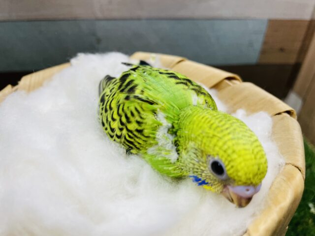 セキセイインコ