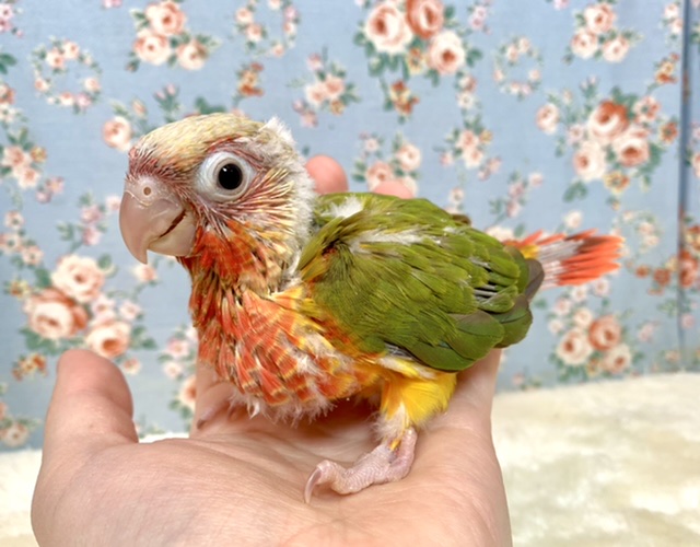 ホオミドリウロコインコ