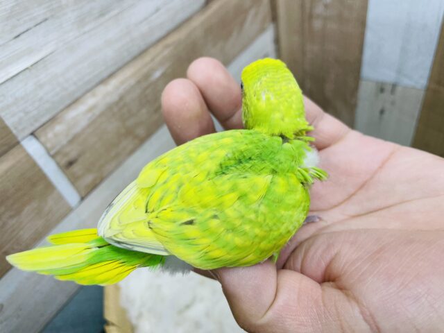 セキセイインコ
