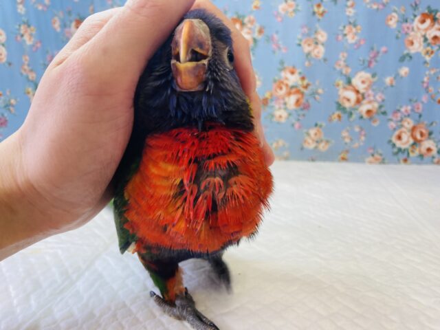 ゴシキセイガイインコ